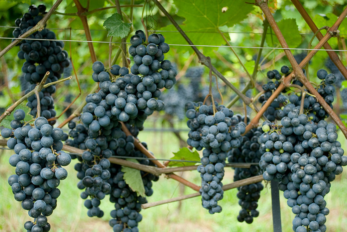 A bunch of Bardolino grapes