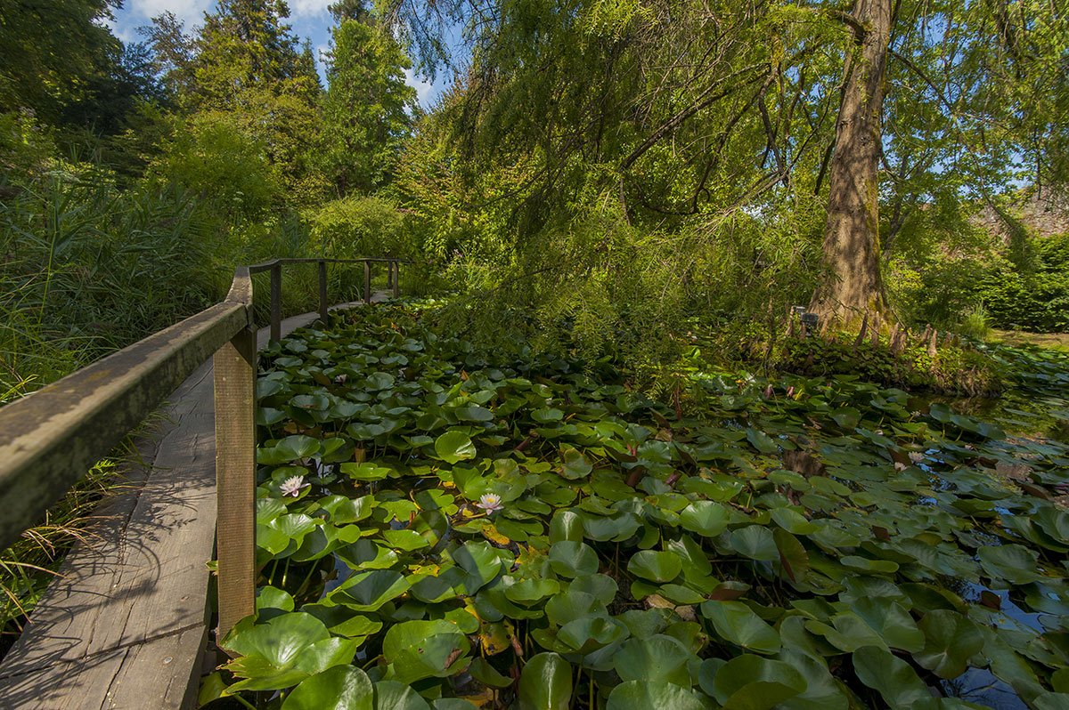 The pond at Lucca Botanical Gardens