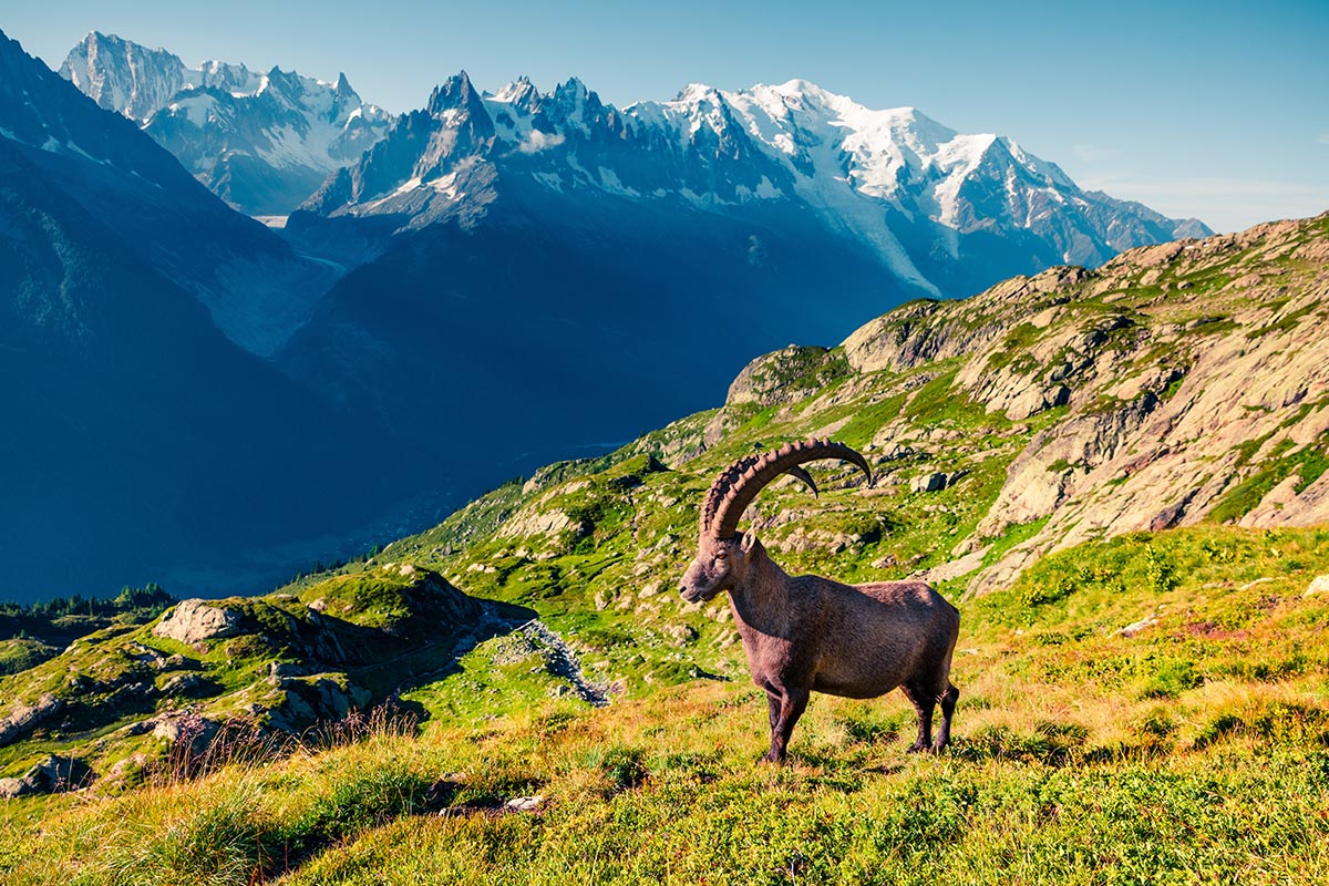 An Ibex in the Chamonix valley
