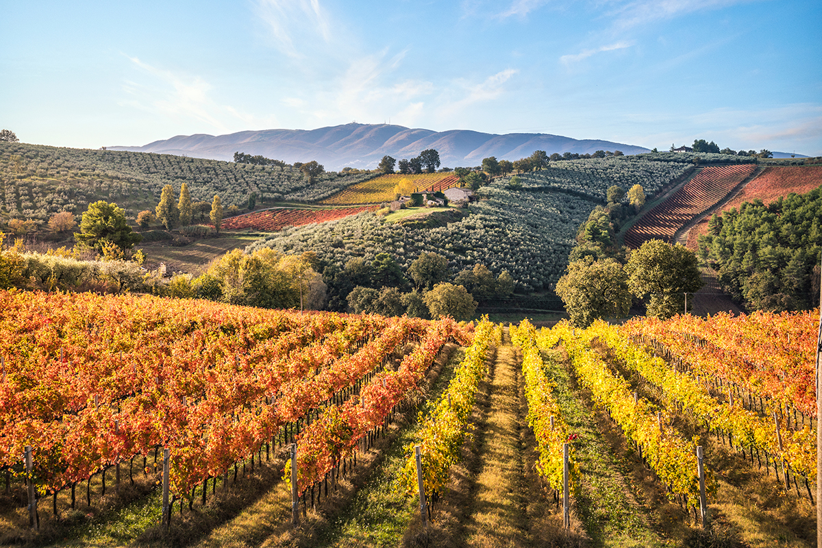 The autumn-like beauty of the Mantefalco Sagrantino Vineyards, in Umbria