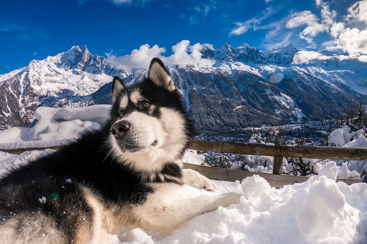 Malamute dog laying on snow with Mont Blanc view near Chamonix