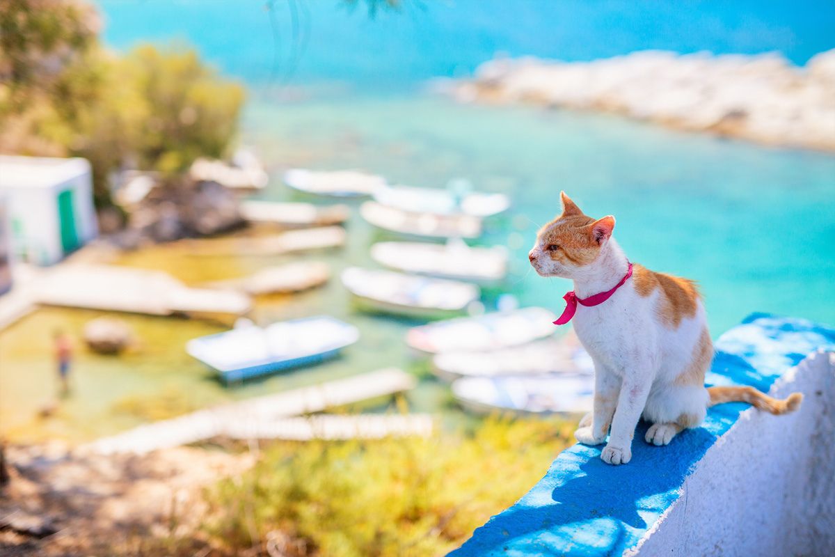 White and orange cat in Greece with overview on a little port and clear blue sea