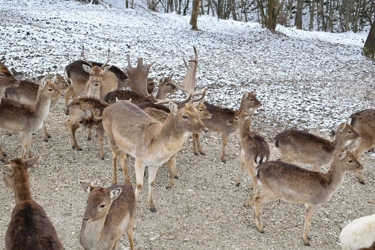 Ranch deer, typical fauna bound in the ecosystem of the Plitvice Lake Park