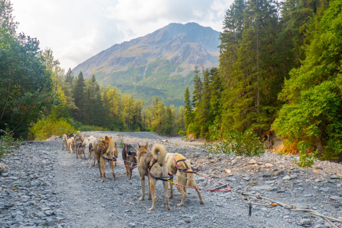 Alaskan sled dogs running along summer path in countryside