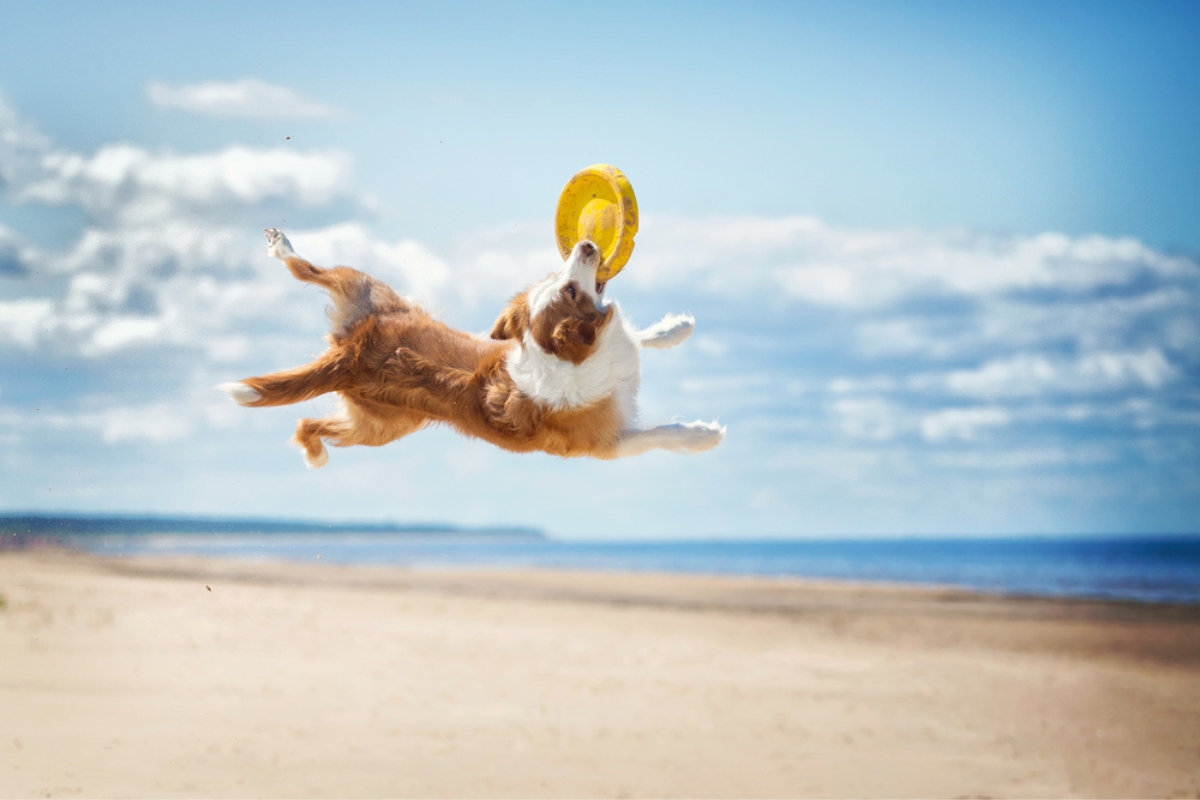 Border Collie plays on the beach with frisbee Border Collie plays on the beach with frisbee