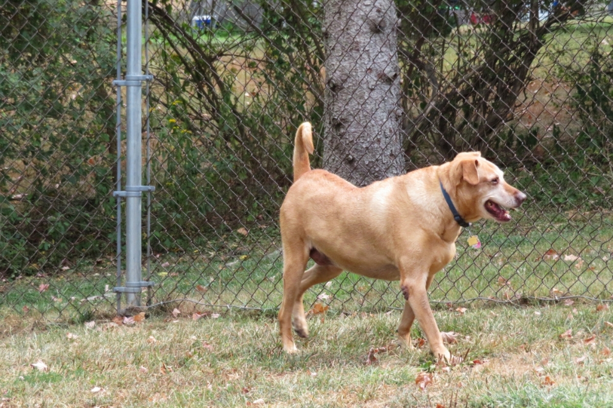 Cane vicino alla recinzione a maglia esagonale Cane vicino alla recinzione a maglia esagonale