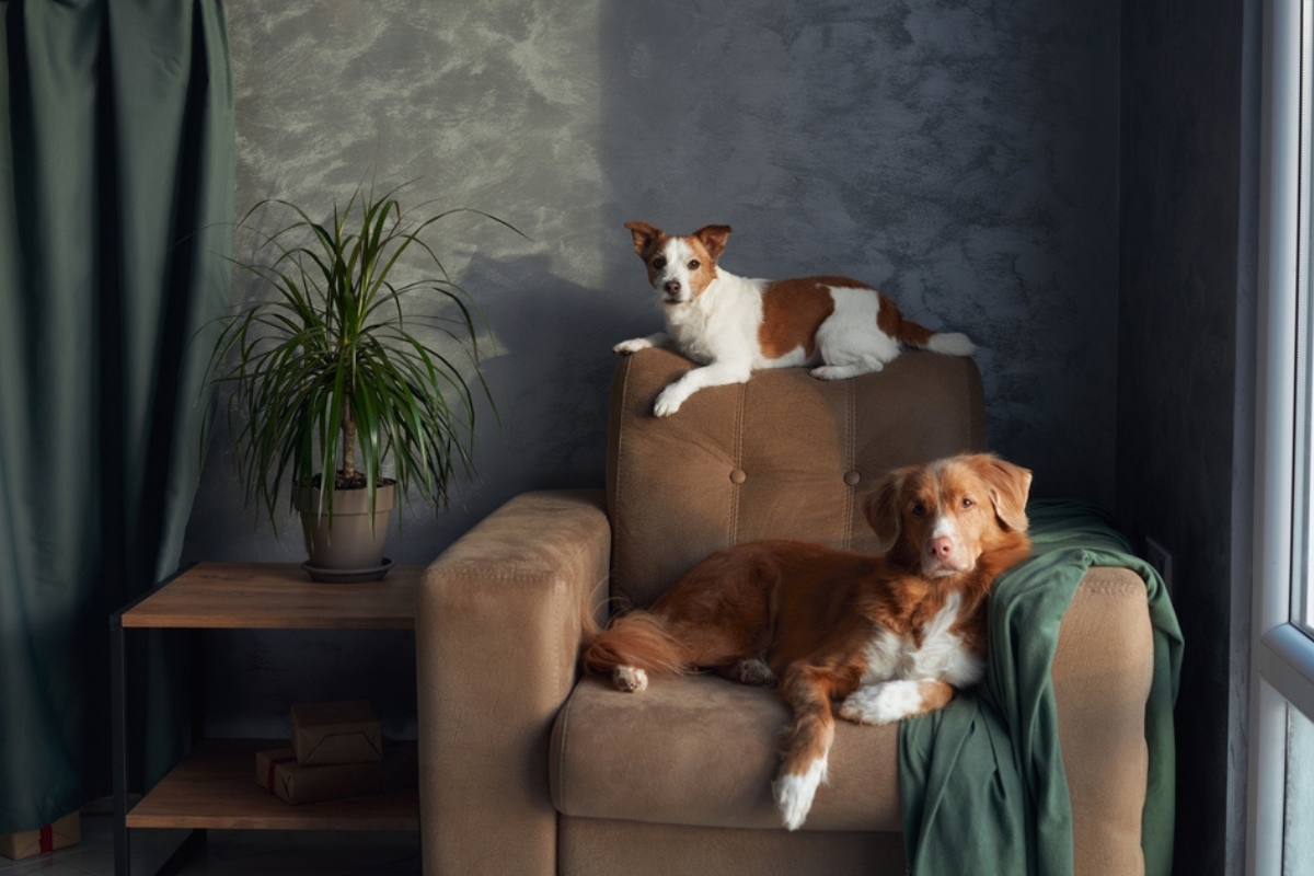 A Nova Scotia Duck Tolling Retriever and a Jack Russell Terrier dogs share a peaceful moment on an armchair in a room with chic, modern decor