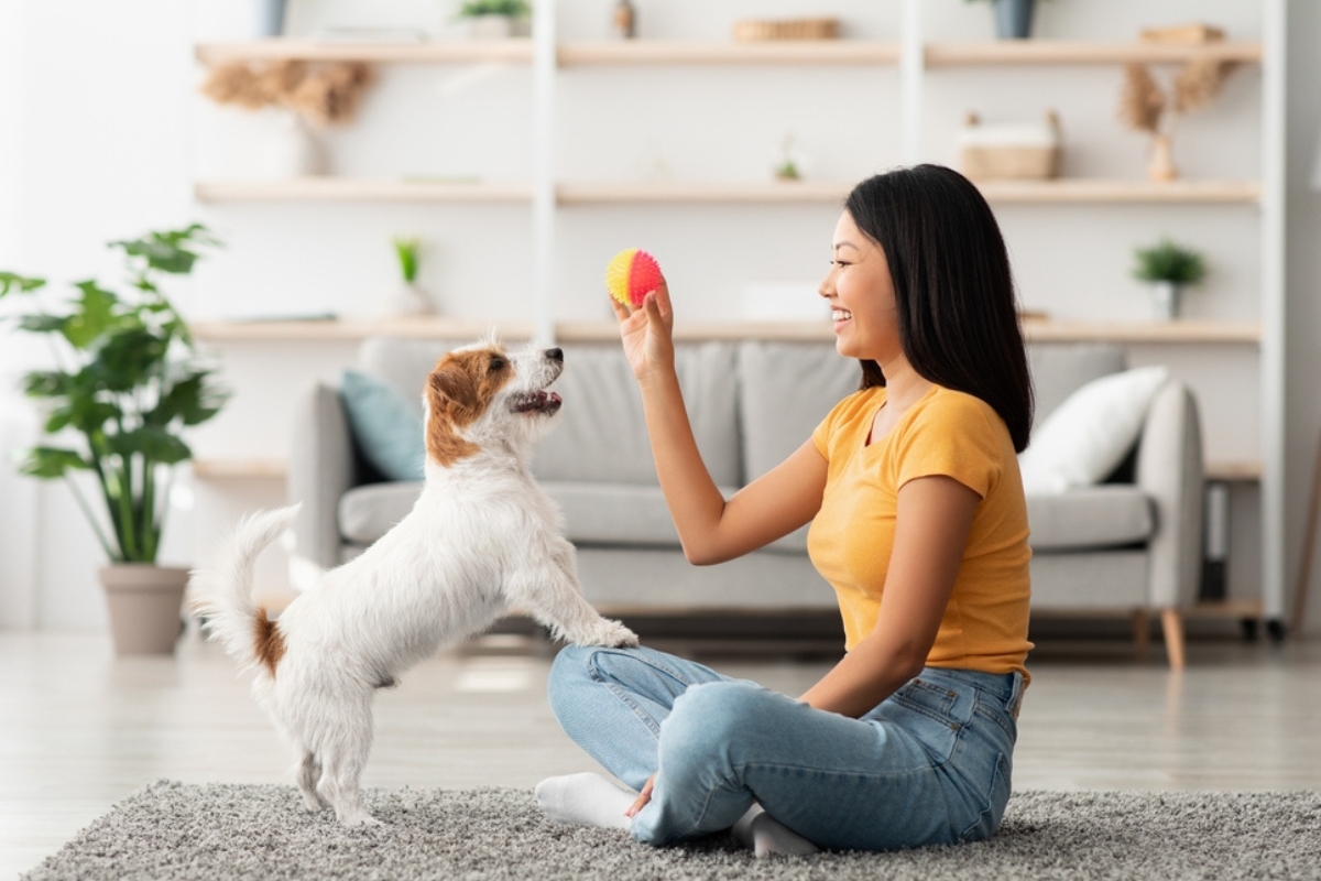 Giovane donna gioca a palla con il suo cucciolo di Jack Russel Giovane donna gioca a palla con il suo cucciolo di Jack Russel