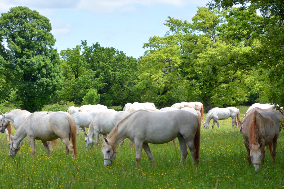 A grazing herd of Lippizaners,  pure-bred white horses from Slovenia