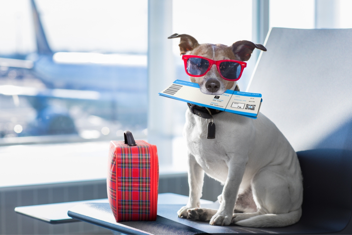 Jack Russell dog waiting in the airport terminal ready to board the plane at the gate, luggage or bag at the side
