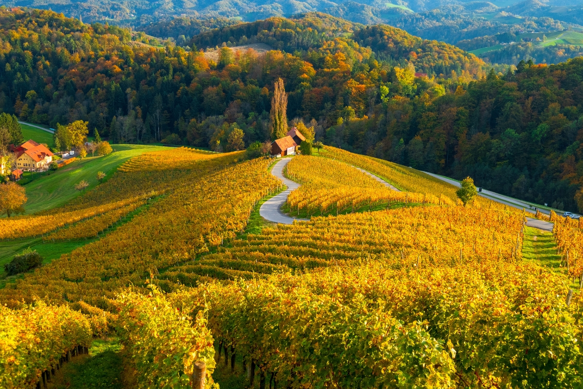 La famosa strada del vino a forma di cuore con gli splendidi colori autunnali, i meravigliosi vigneti vicino a Maribor, vicino al confine con l'Austria, in Slovenia