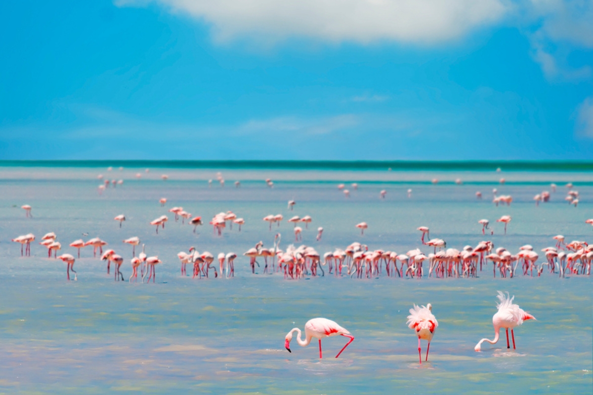 Stormo di fenicotteri rosa in Sardegna