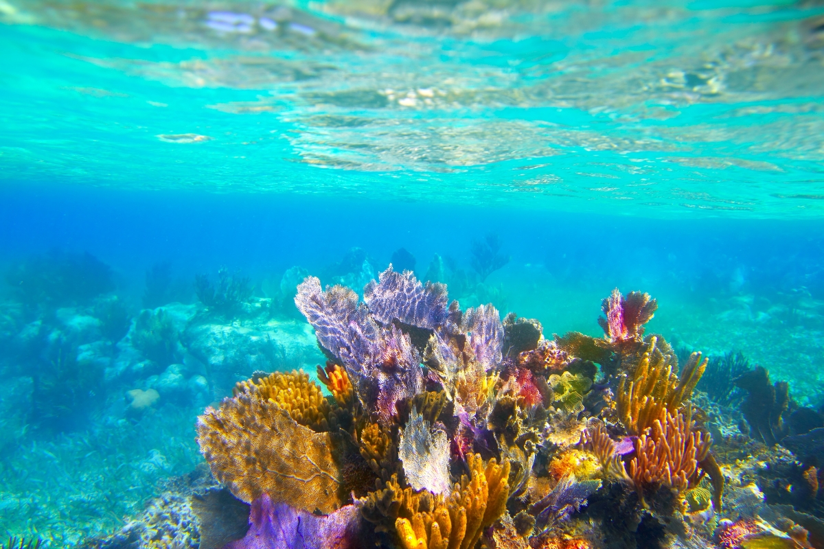 The mesmerising underwater Mediterranean sea life 