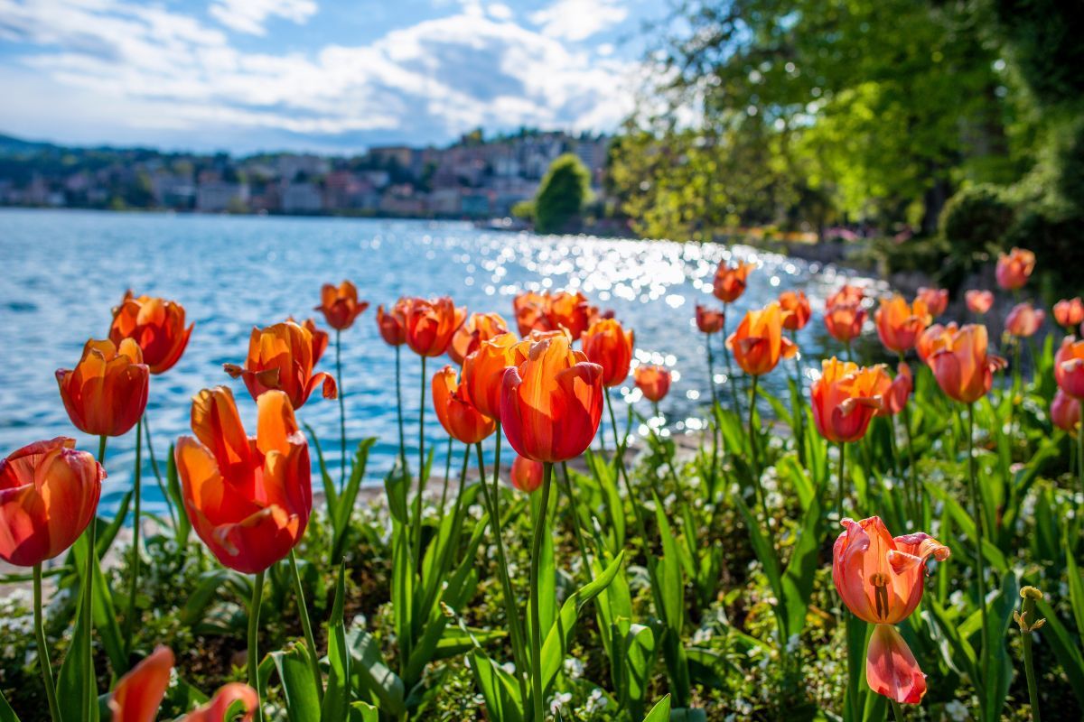 A view of the lake from Parco Ciani, Lugano, with tulips in the close-up