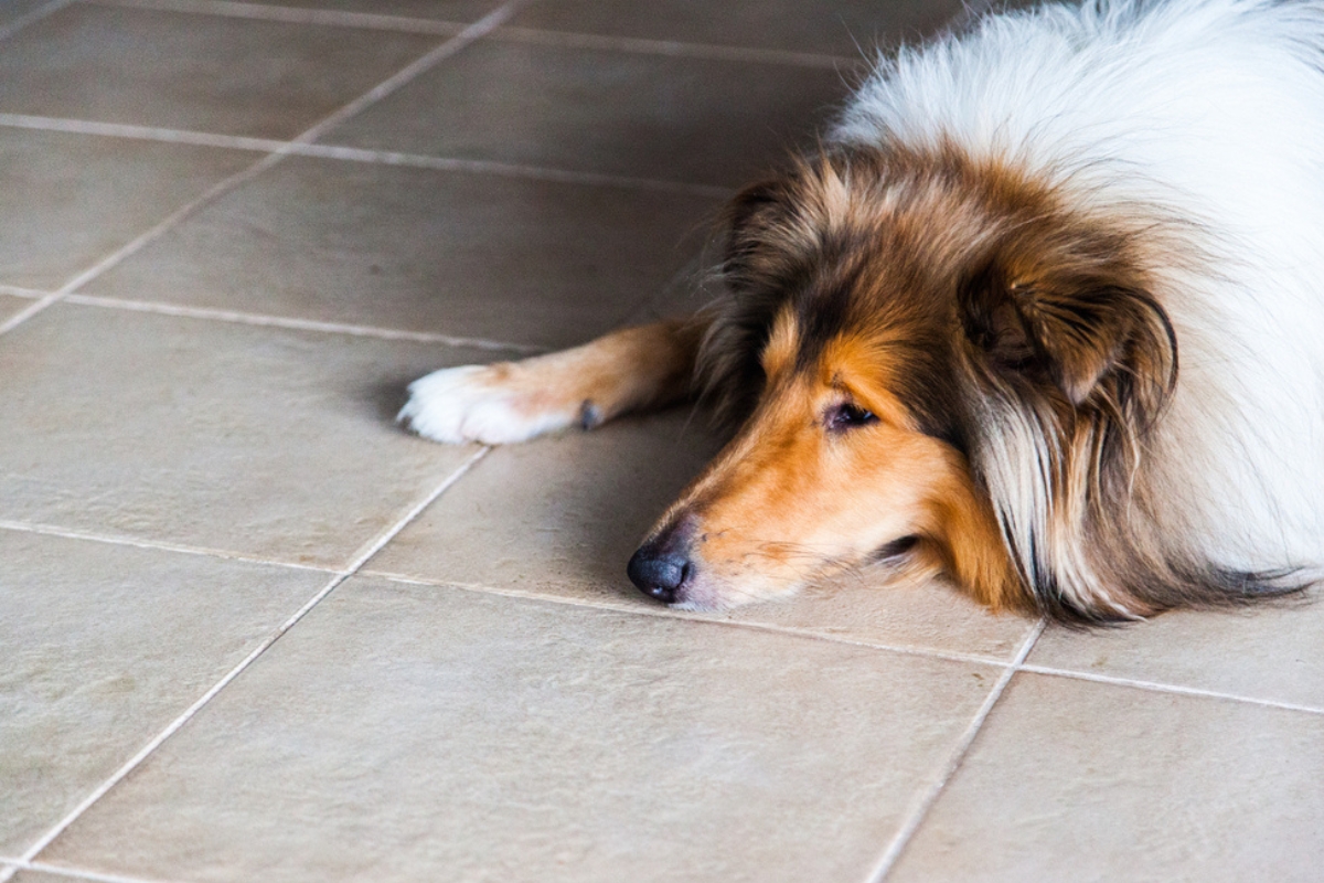 Lonely bored dog rough collie is lying on the tile floor