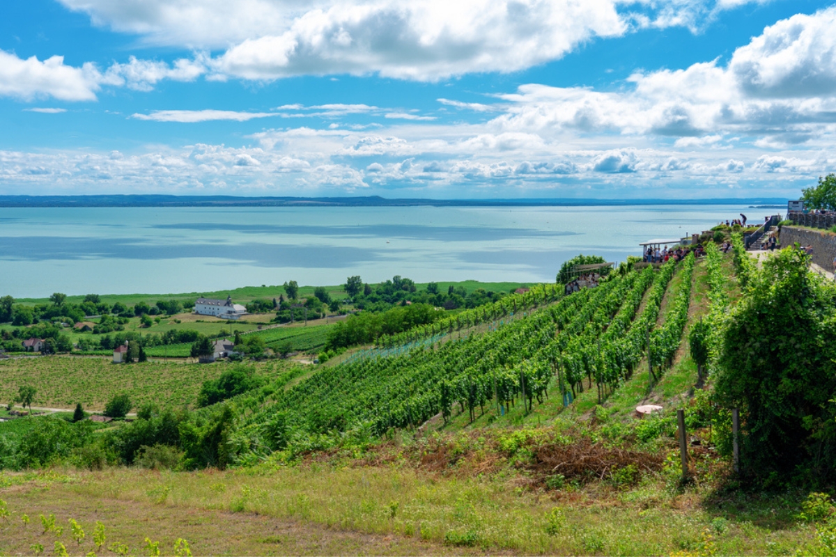 Vista mozzafiato sui vigneti di Badacsony e sul lago Balaton, Ungheria