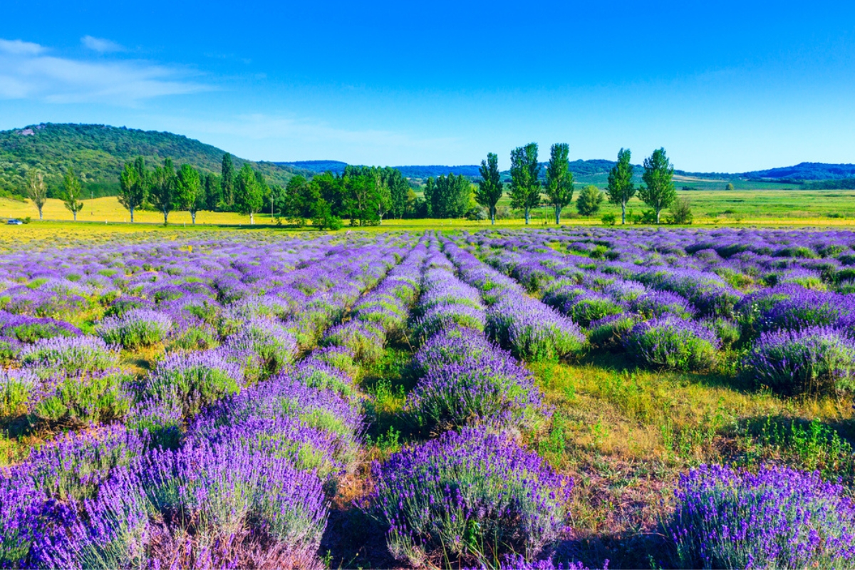 Campo di lavanda in una giornata di sole a Tihany, Ungheria