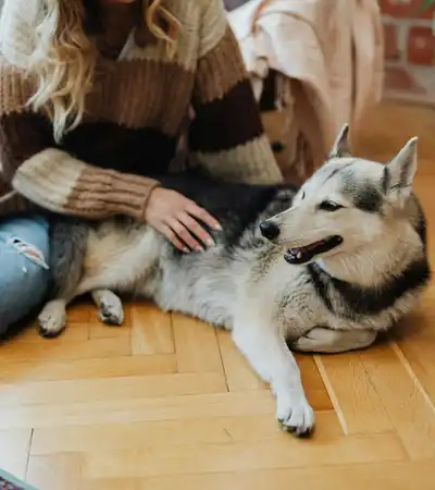 Soins pour animaux